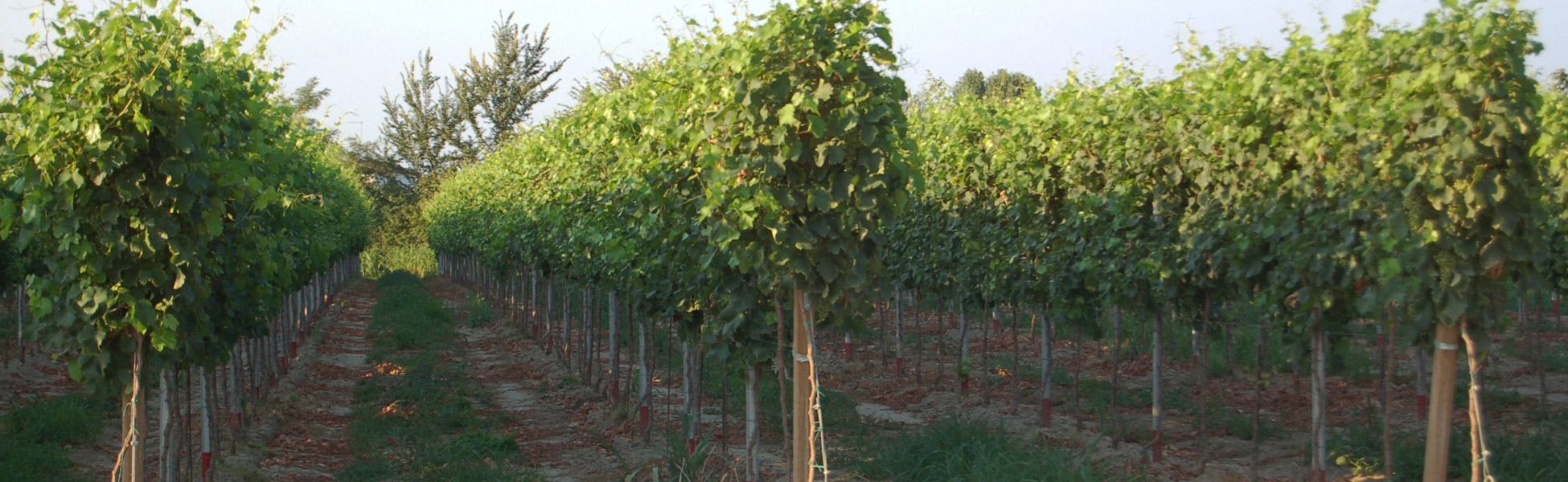 vini bianchi corti benedettine